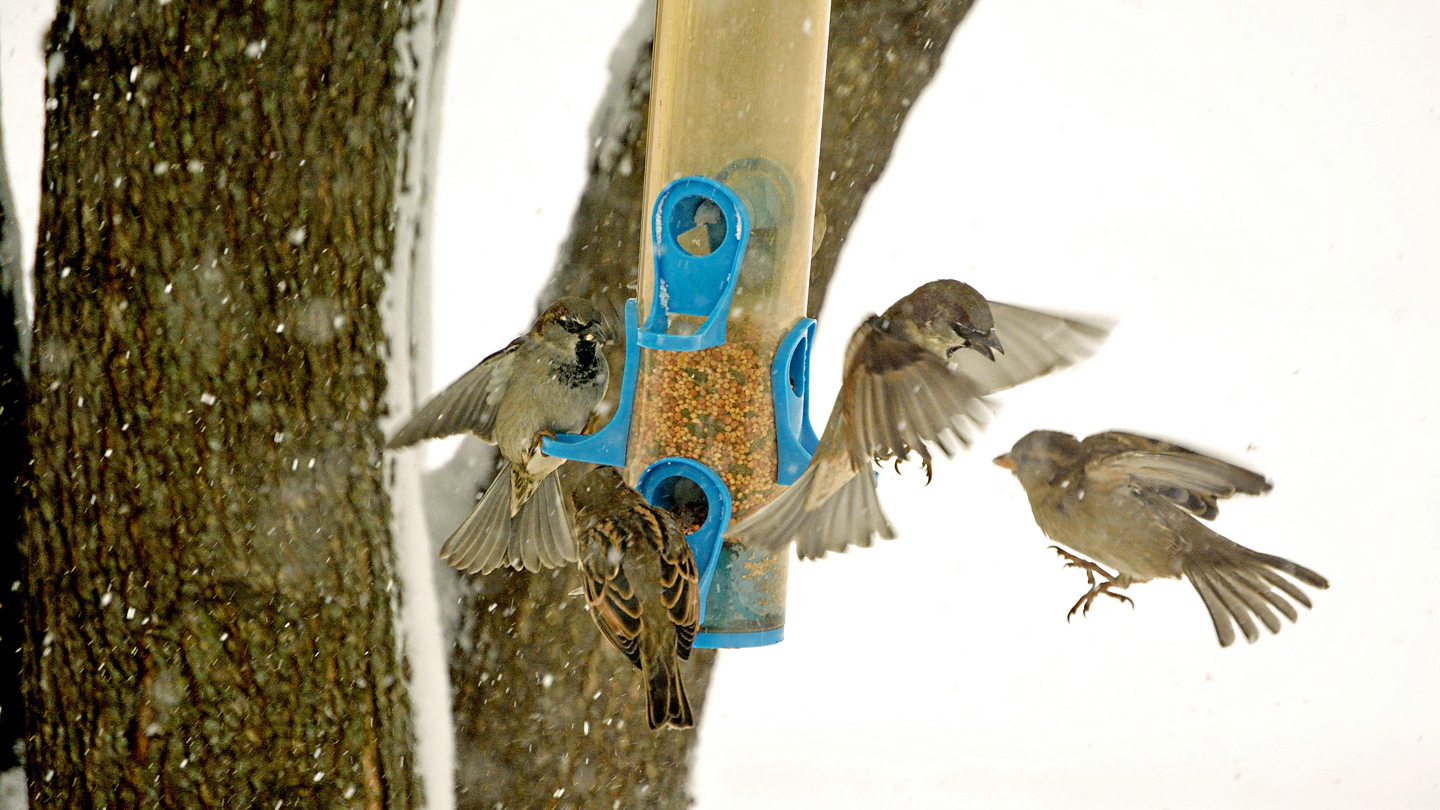 Vogelfedern Entdecken Wwf Junior