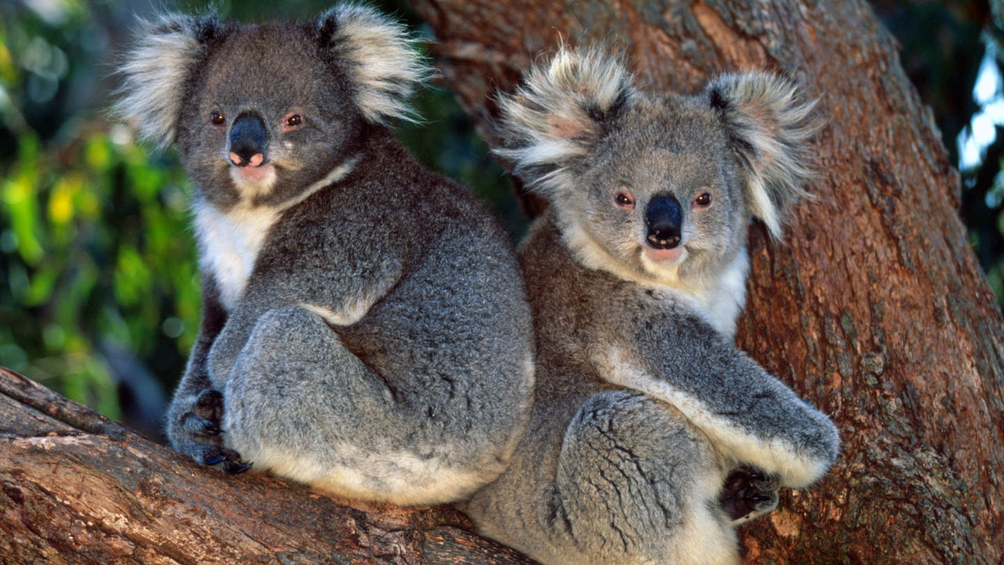 Australiens Schlafm Tzen Koalas Wwf Junior