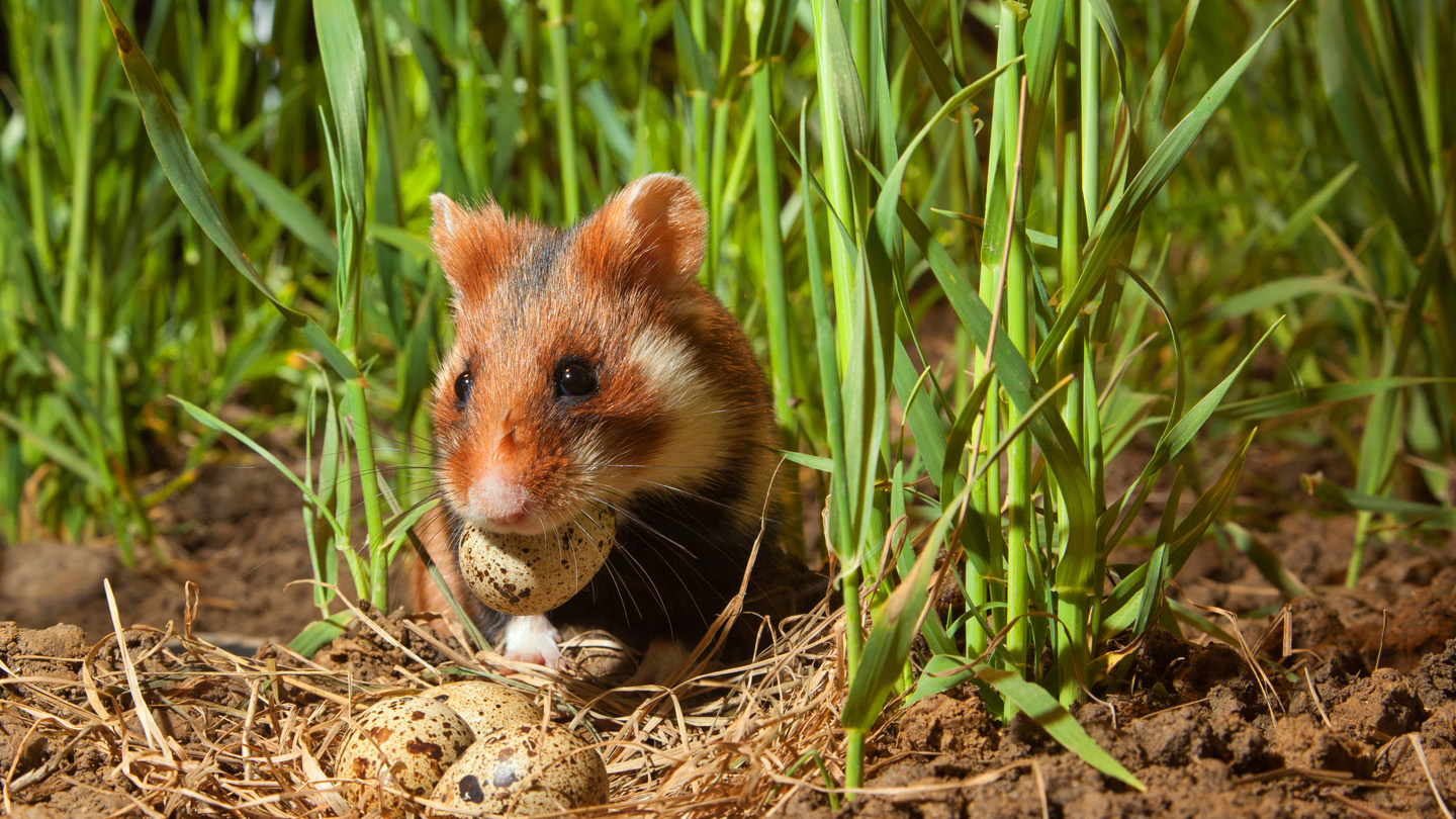 Hamster WWF Junior