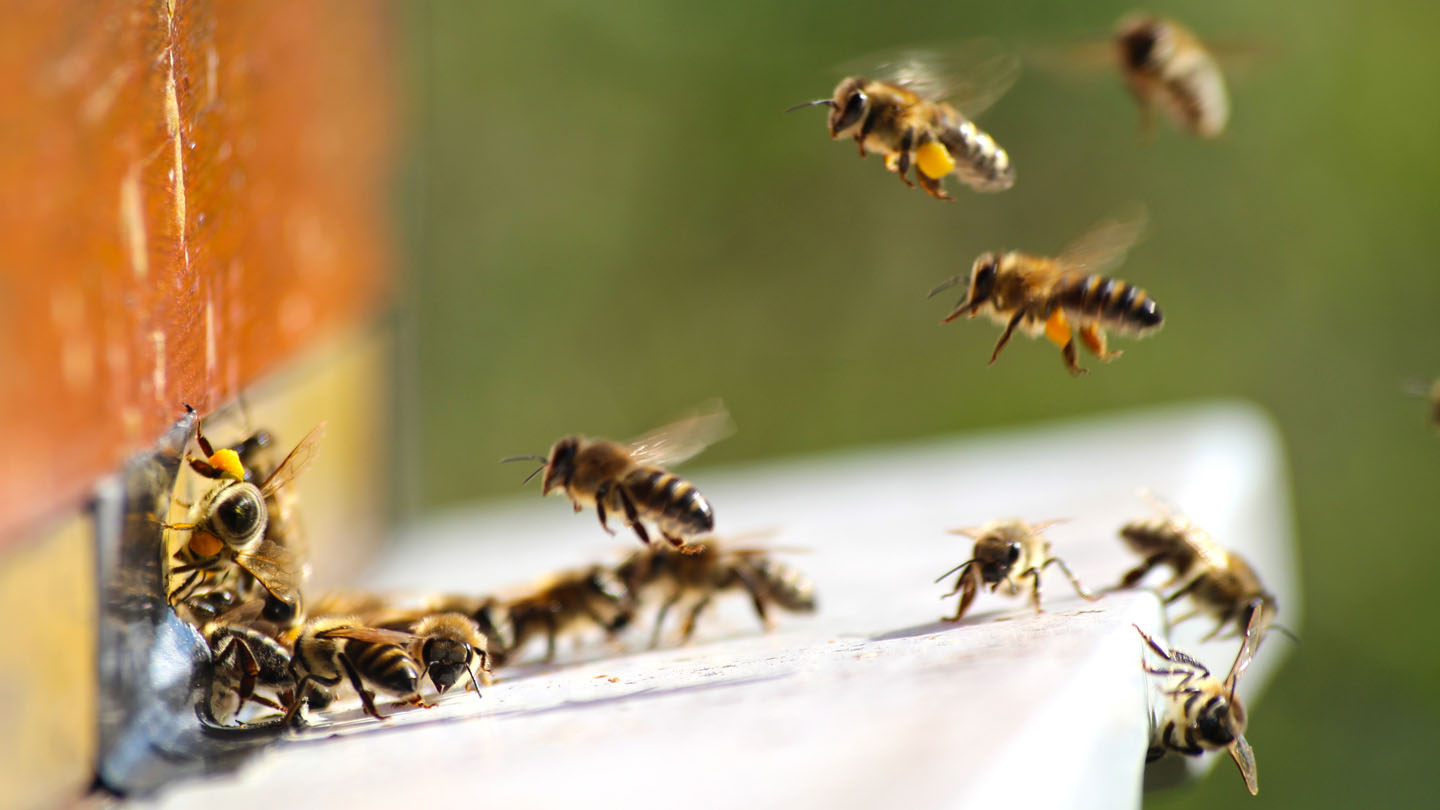 Bienen Wissen und Bienen Spaß WWF Junior