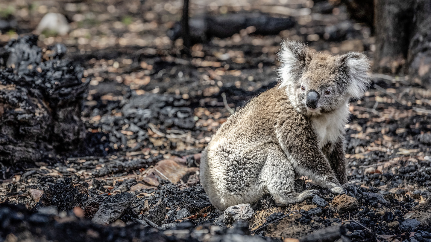 Australiens Schlafm Tzen Koalas Wwf Junior