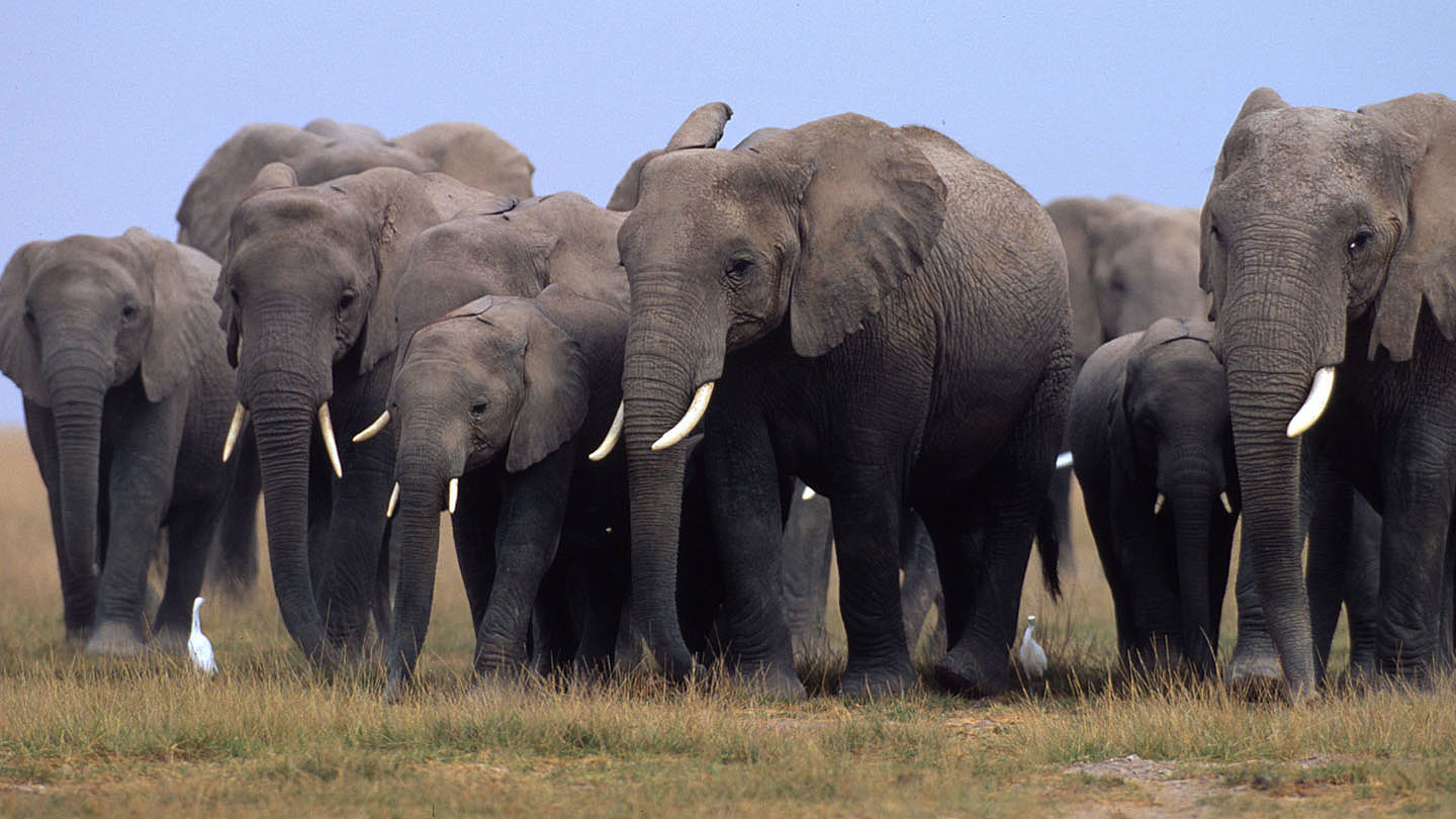 Elefanten sind die Größten - WWF Junior