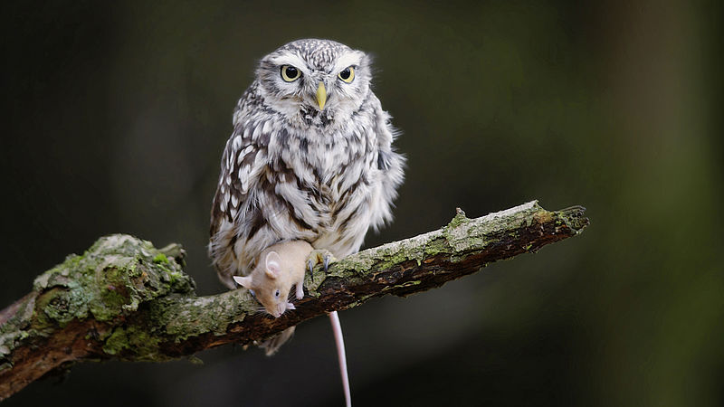 Eulen – lautlose Nachtjäger - WWF Junior