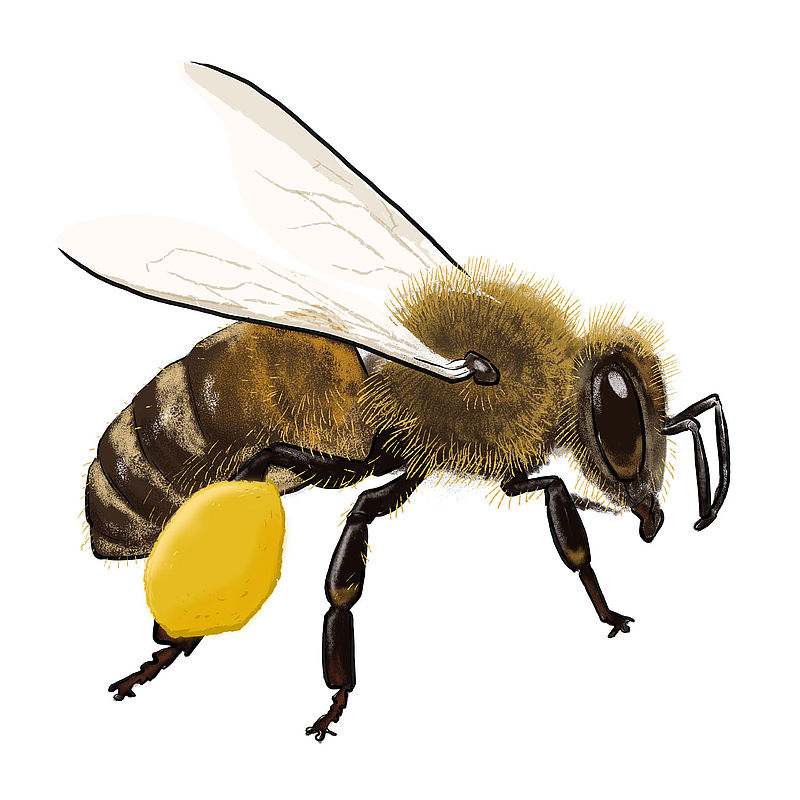 Welt Ohne Bienen Ohne Uns Wwf Junior