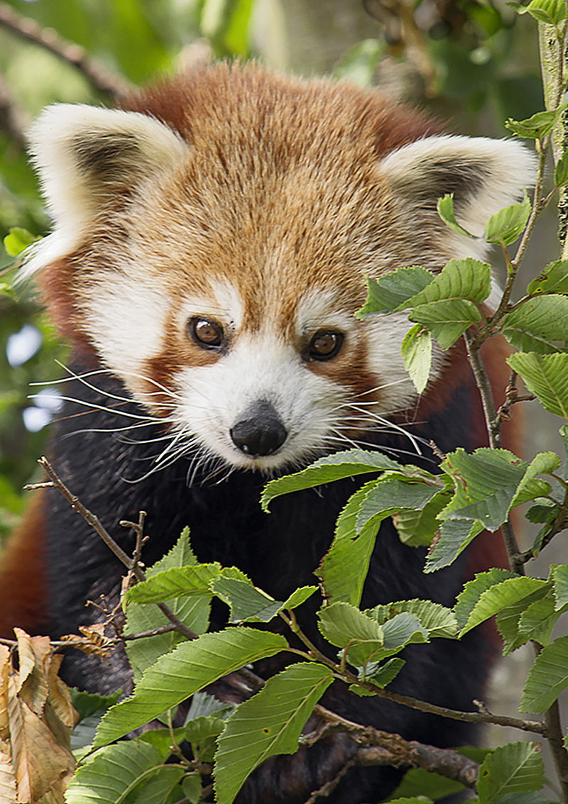 Was Braucht Der Rote Panda Berge Baume Bambus Wwf Junior