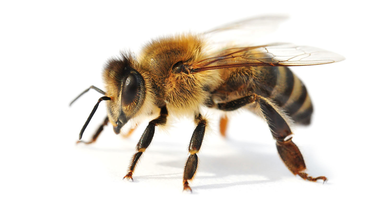 Welt Ohne Bienen Ohne Uns Wwf Junior