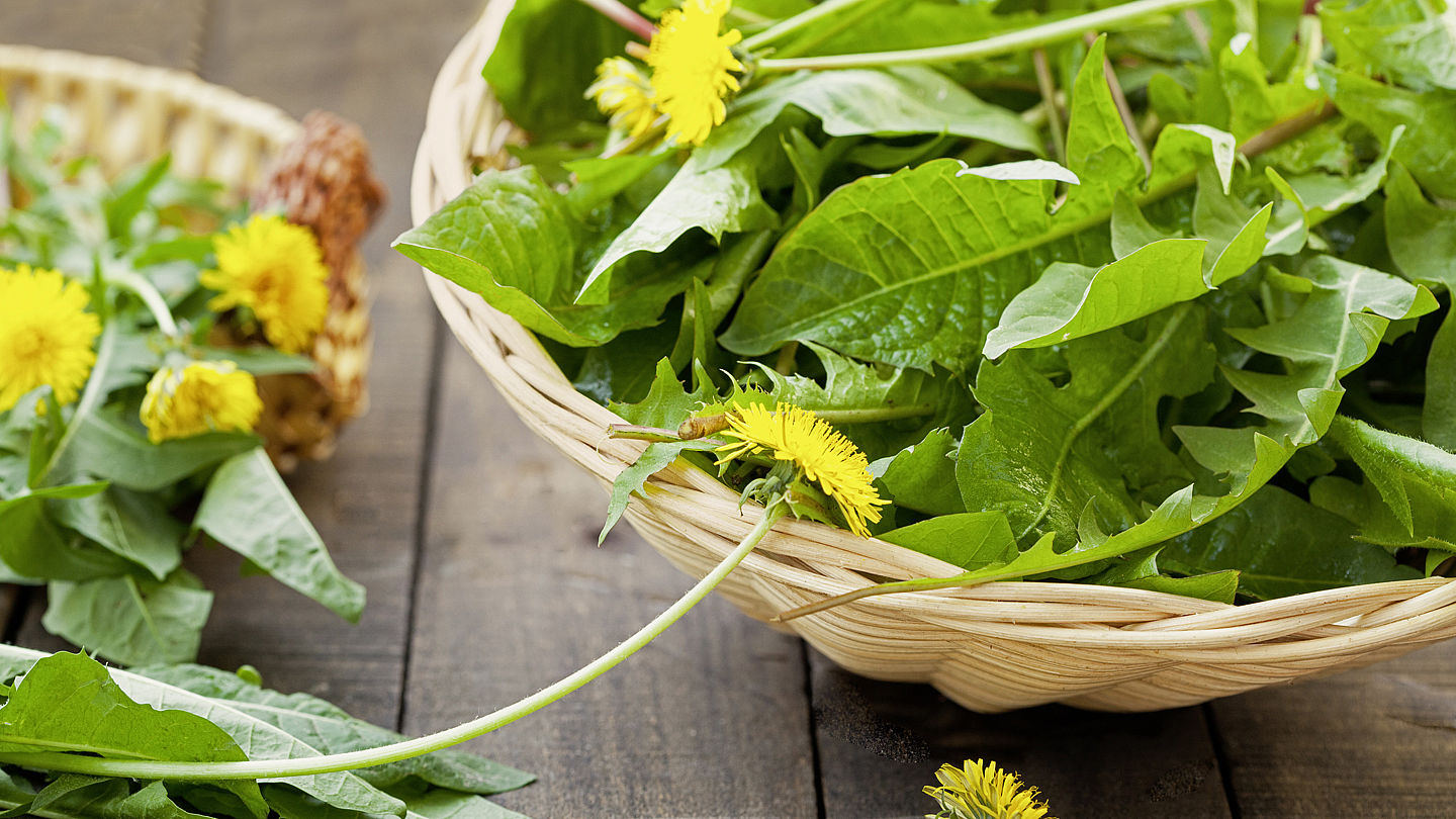 Wiesen Salat Mit Lowenzahn Und Ganseblumchen Wwf Junior