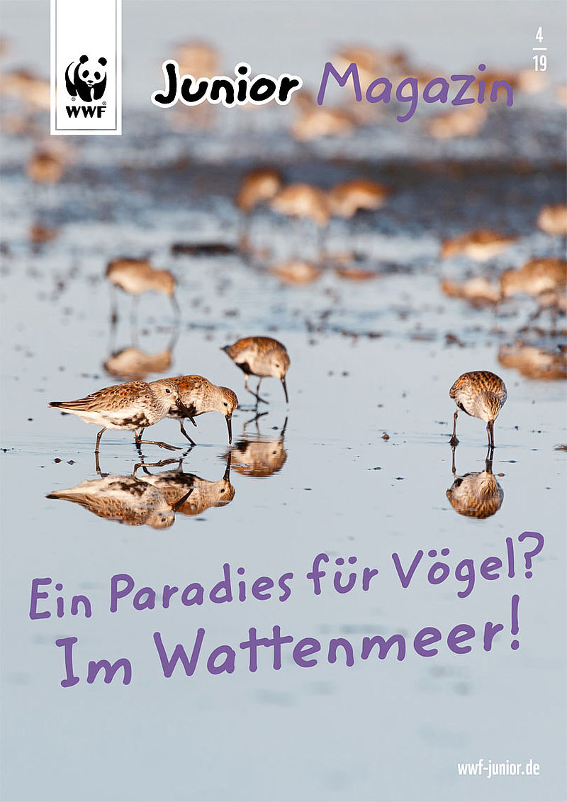 Paradies Fur Vogel Im Wattenmeer Wwf Junior