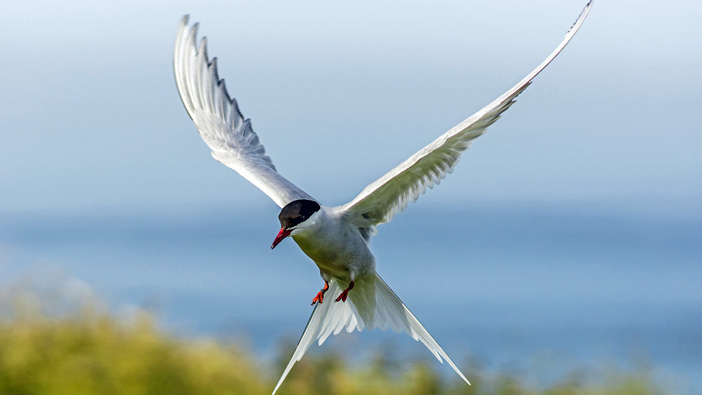 Paradies Fur Vogel Im Wattenmeer Wwf Junior