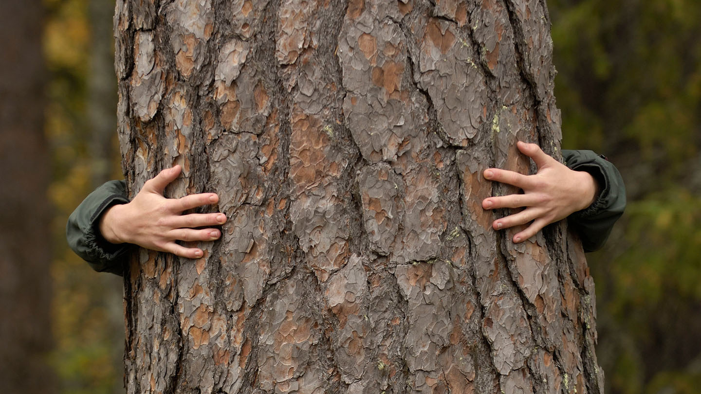 Mitgemacht Dein Platz im Wald WWF Junior