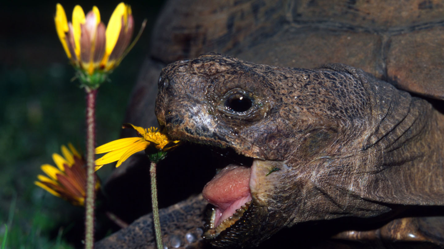 Schildkröten - WWF Junior