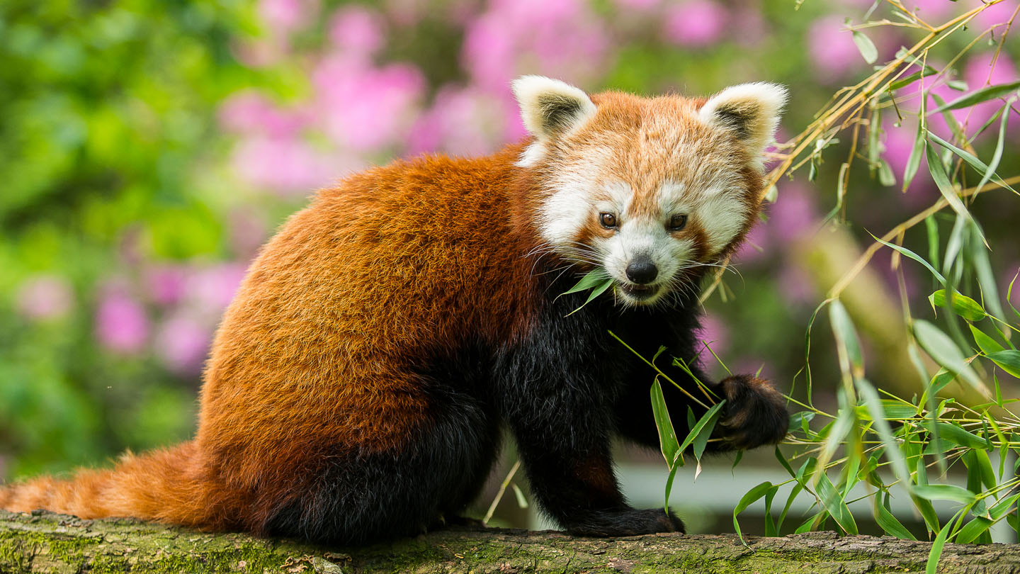 Warum Rote Pandas manchmal Fleisch essen - Red Pandazine