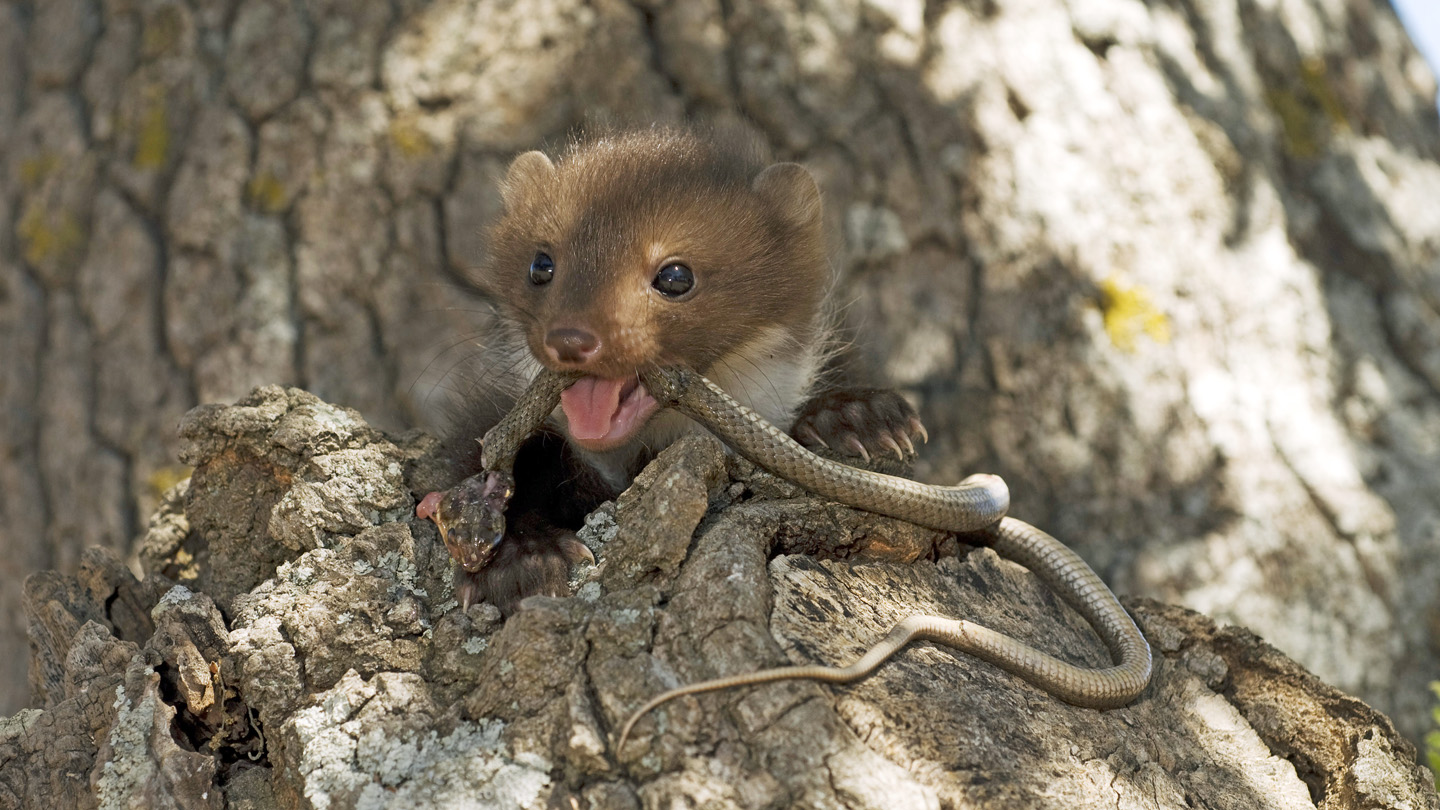 Heimische Schlangen: Die Lautlosen 7 - WWF Junior