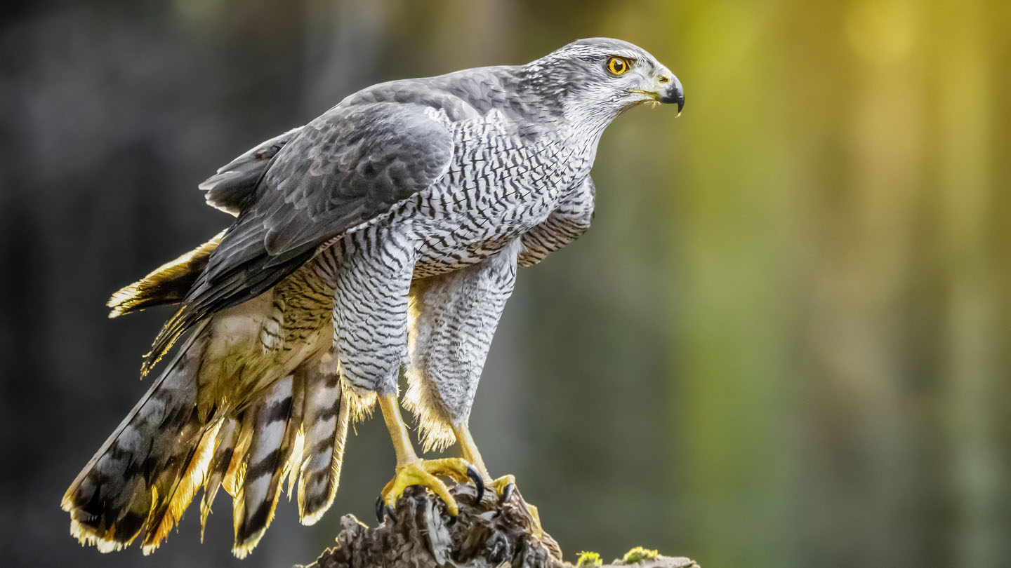 Greifvögel – die Luftakrobaten - WWF Junior