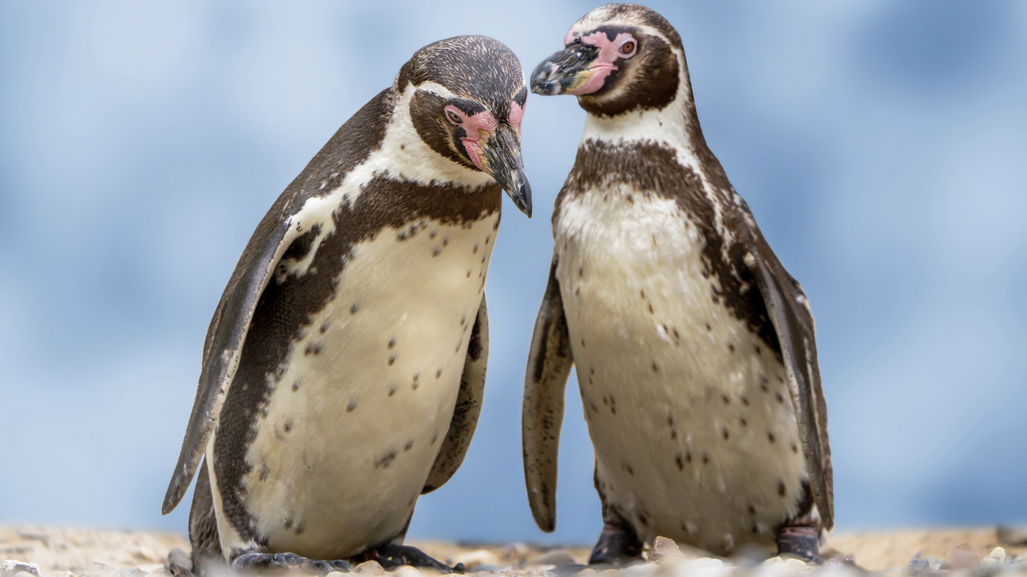 Pinguine: Was Du schon immer wissen wolltest - WWF Blog