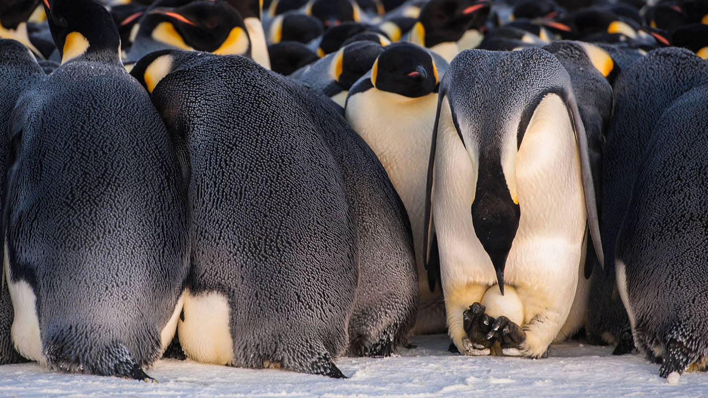 Pinguine – verblüffende Vögel - WWF Junior