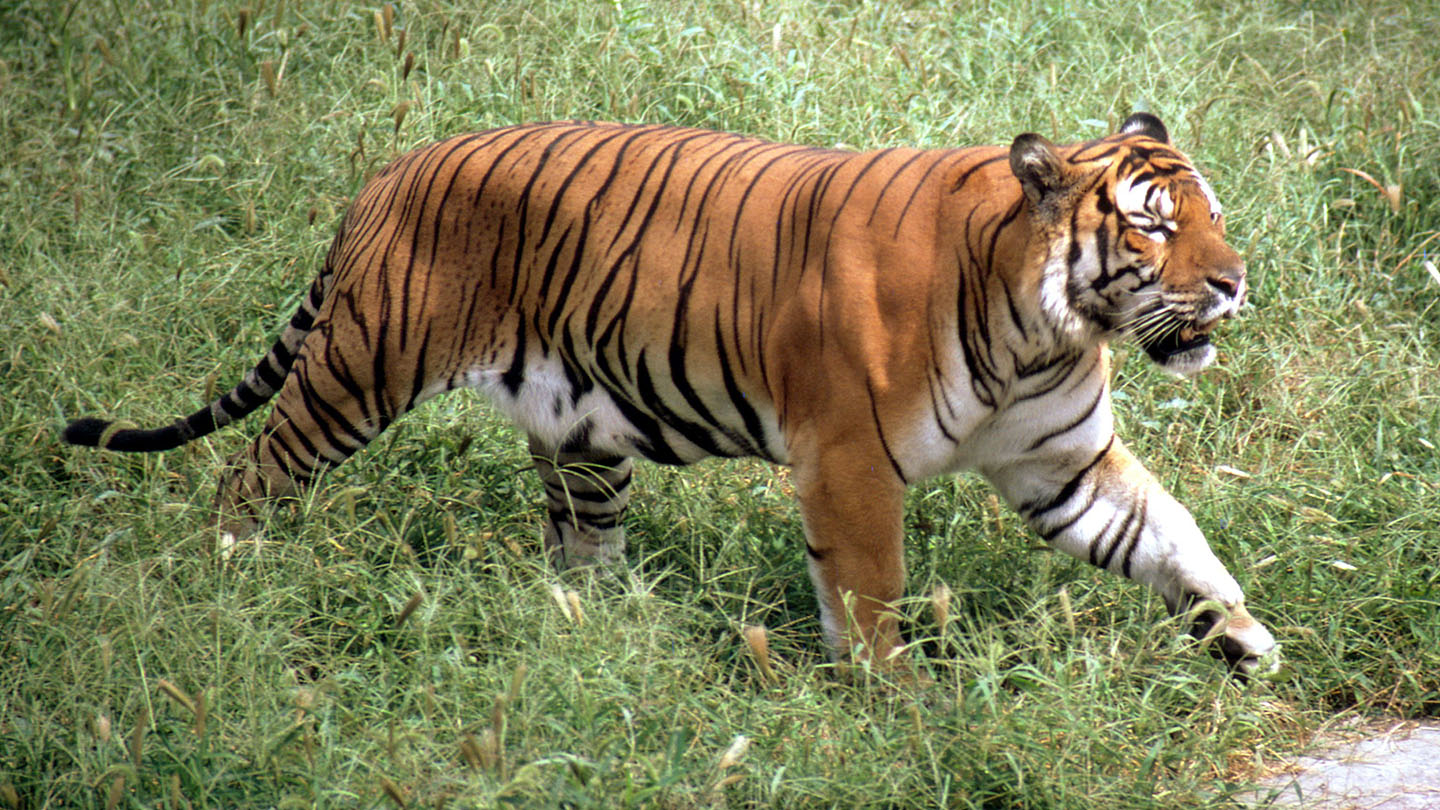 Фото южно китайского тигра