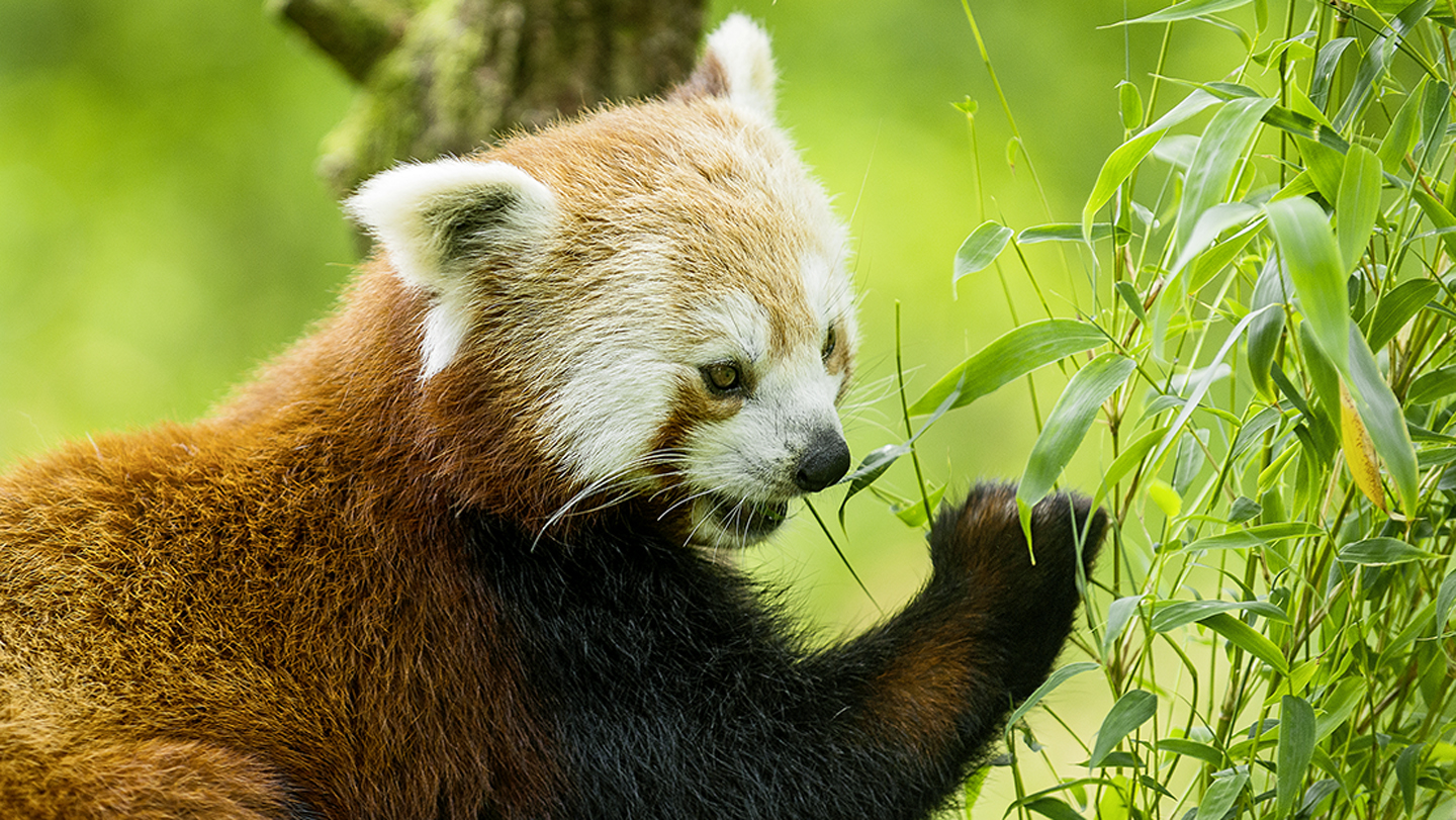Roter Panda: Kleiner Bär in Gefahr