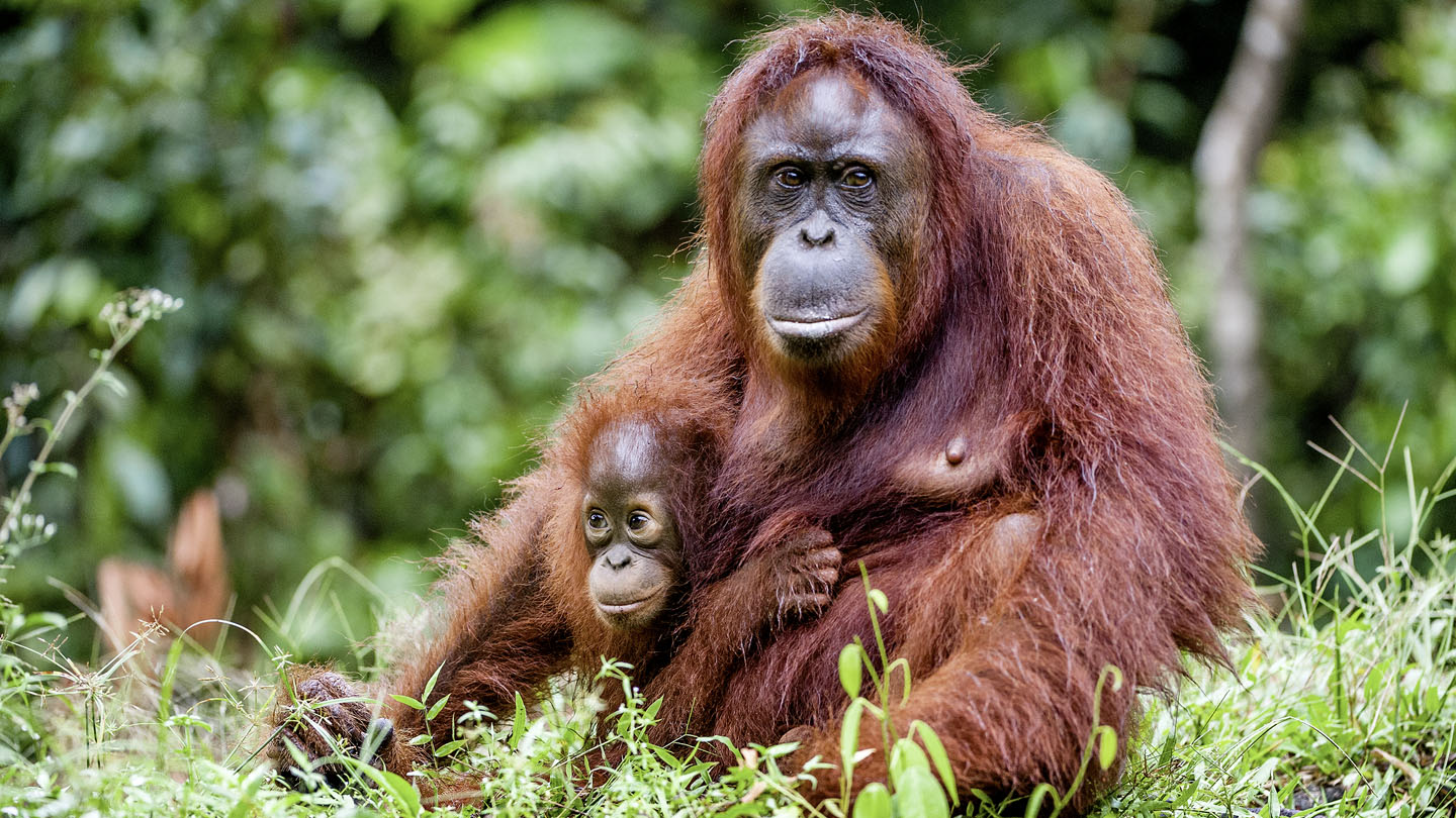 Tierfamilien - WWF Junior