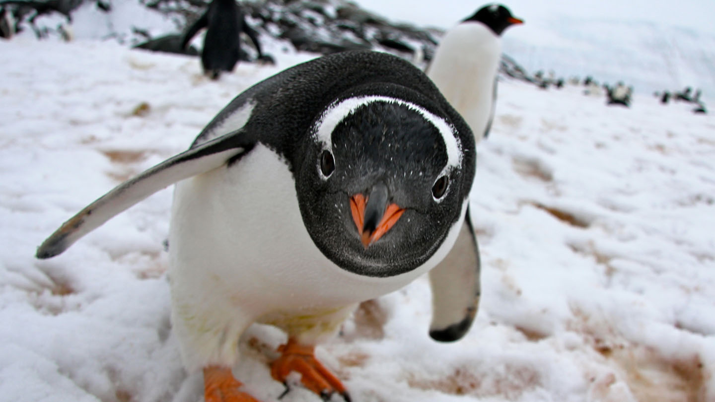 Pinguine – verblüffende Vögel - WWF Junior