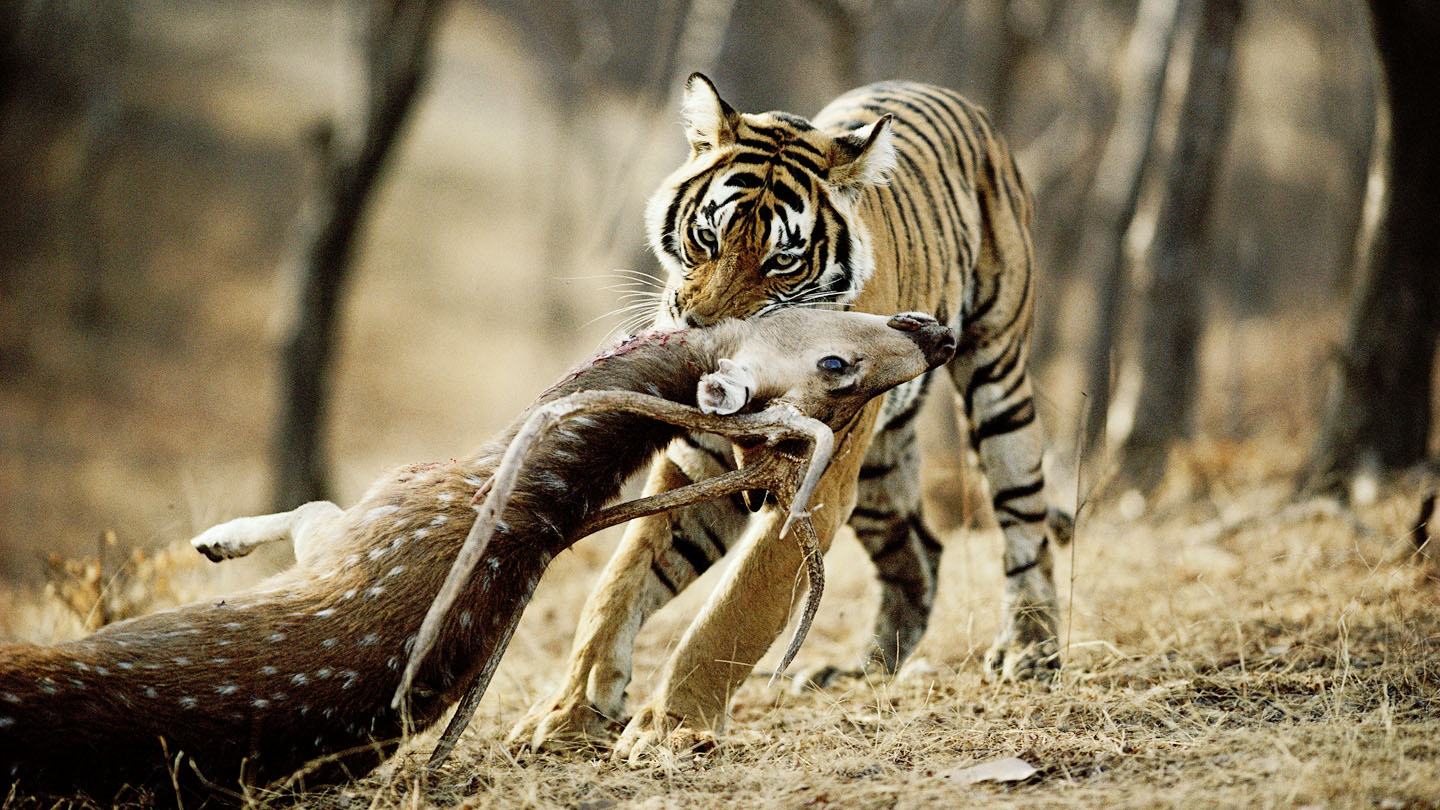 Welche Tiere frisst der Tiger?