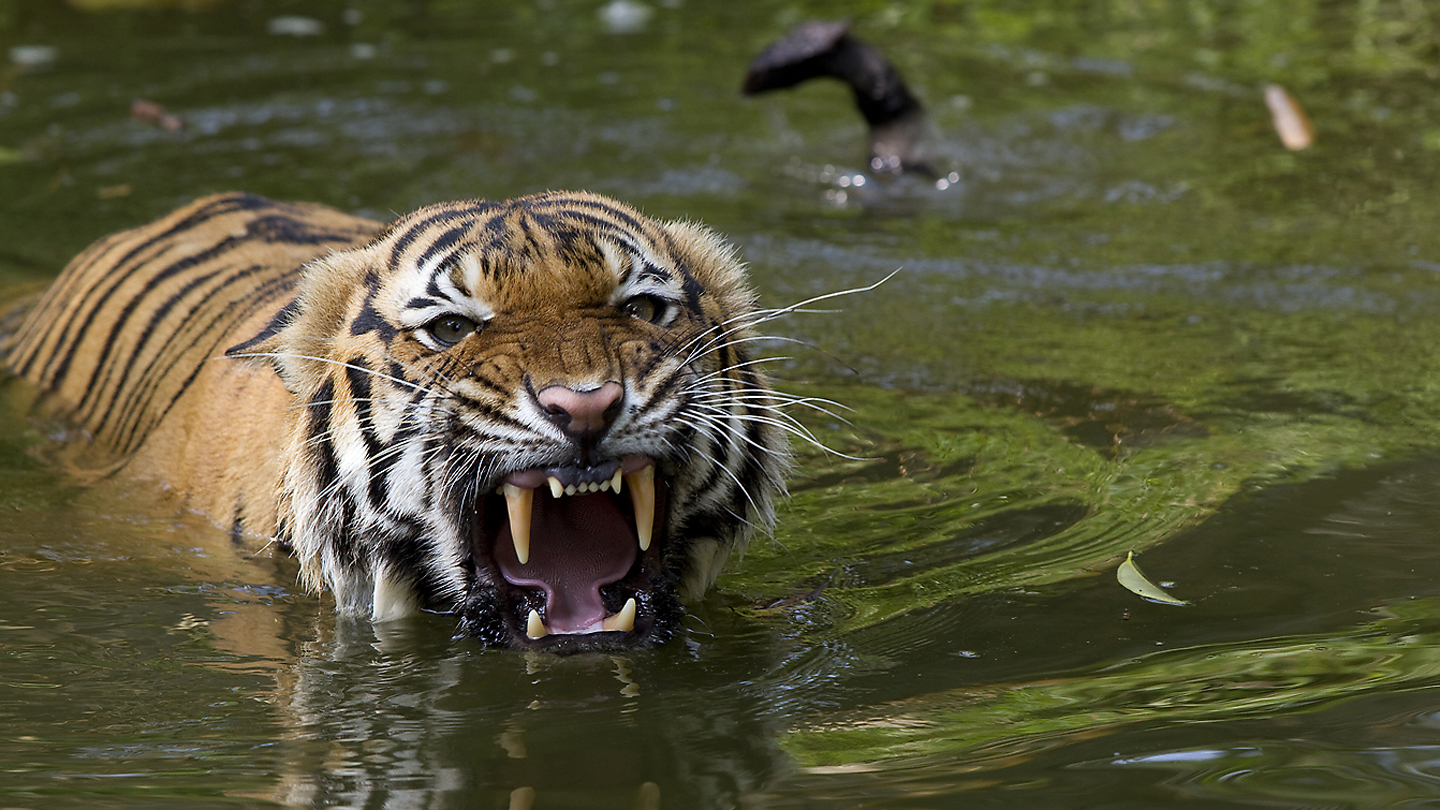 Wir Schützen Die Tiger - WWF Junior