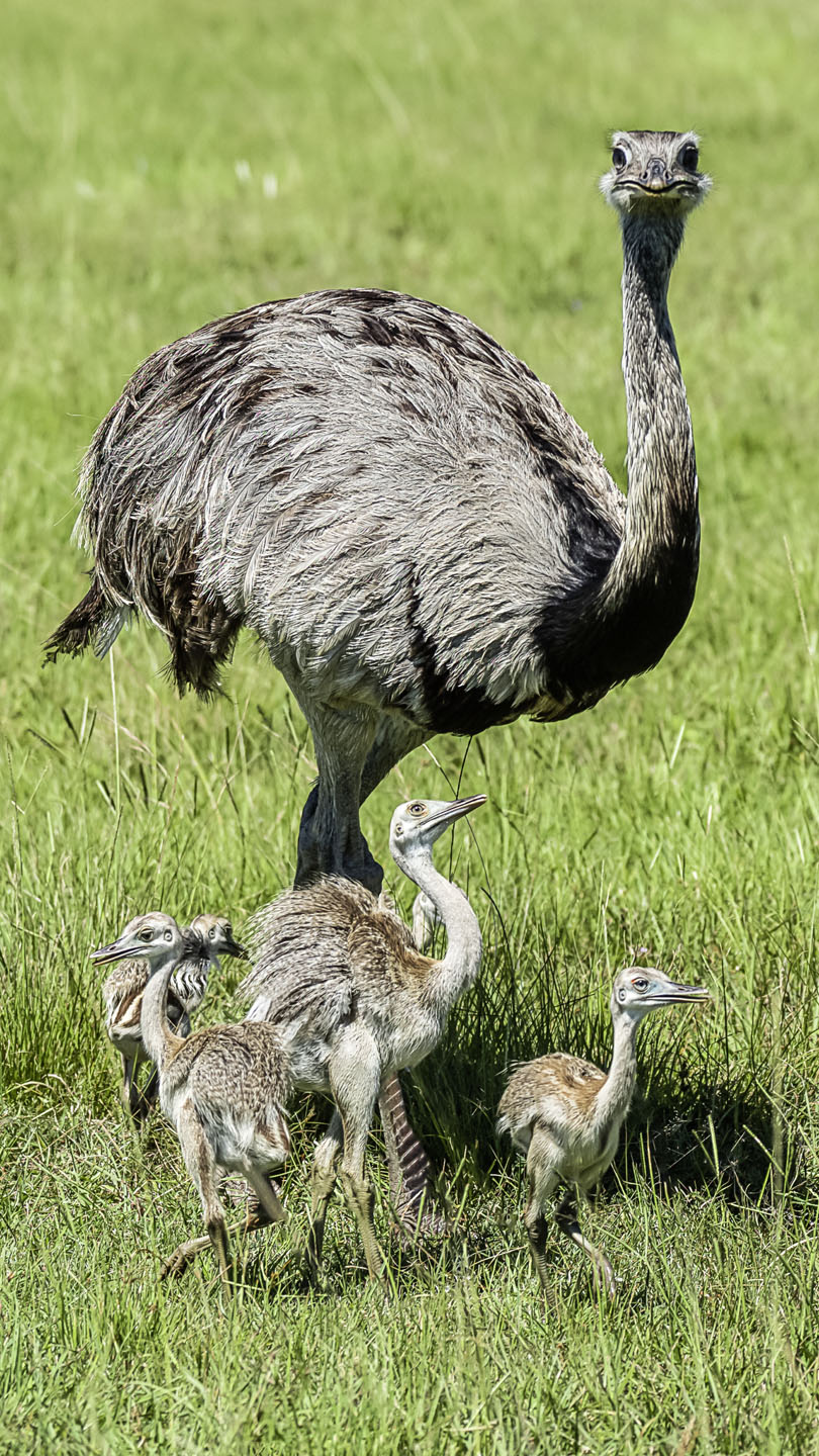 Tierfamilien - WWF Junior